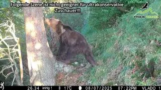 Nicht ganz jugendfreie Aufnahmen von einem markierenden B&auml;ren in der Mala Fatra