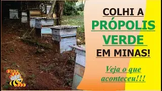 QUER SABER COMO FOI A COLETA DE PRÓPOLIS NA 