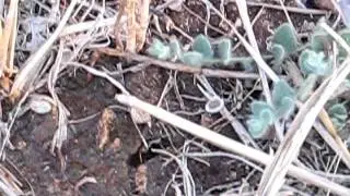 Lycosa tarantula hunting.avi