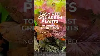 Easy to Grow Red Plants #fishtank #aquarium #aquascapelowtech