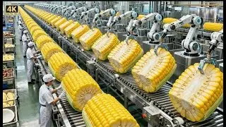 How It's Made: Sweet Corn Milk 🌽 Inside High-Tech Processing Plant