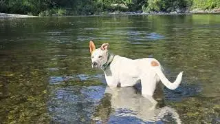 Expert Dog Training Services in Bothell, Woodinville & Mill Creek | A Canine Experience