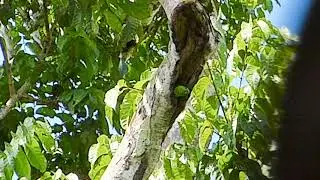 Fig Parrot Salvadori's 162