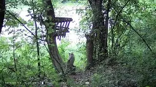 Divlja macka