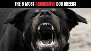 The 8 Most Aggressive Dog Breeds On Earth