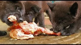 Puppies Eat RAW Chicken Carcass - 7wk Lycan Shepherd Pack Feeding