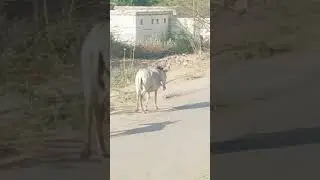 Donkey Walking in the street of USA #viral #animals #donkey #usa #viralvideo