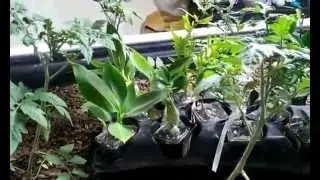 Aquaponics and outdoor marijuana season preperation 2015 part 2