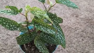 Begonia ki care karna boht easy hai