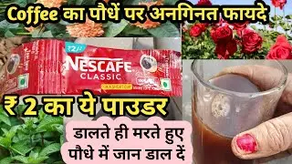 पौधे में कॉफी का फायदा जानकर चौंक जाएंगे आप/benefit of coffee powder in plant/Secret of Healthier pt