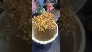 itna beautiful TABLE KAMINI plant aisa dry ku ho giya. why leaves turn green to yellow