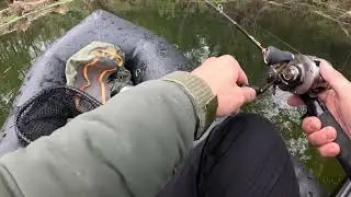 Pound-for-Pound Fighters: Guadalupe Bass vs. Largemouth on BFS Tackle (Colorado River)