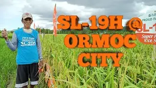 SL-19H (NSIC Rc488H) @ Ormoc, City