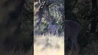 Can the deer escape the hunter?क्या हिरण शिकारी से बच सकता है? #shortsfeed
