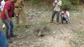 Rare Owl Rescue And Free