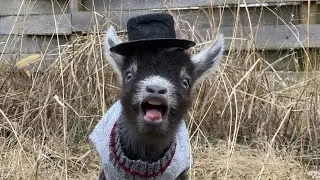 FUNNY GOAT SOUNDS