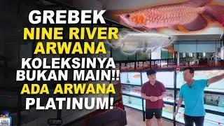 GREBEK NINE RIVER ARWANA - KOLEKSINYA GAK KALENG-KALENG!