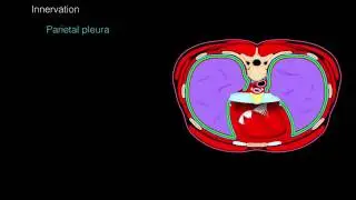 Pleural membranes