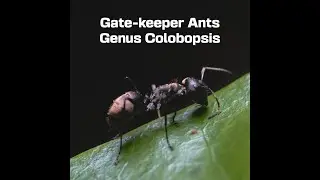 Colobopsis is a genus of ant in the subfamily Formicinae