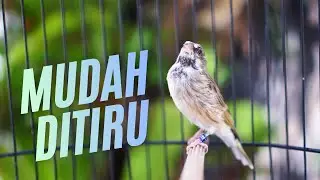 MASTERAN paling DICARI 2026 ! SUARA KENARI GACOR ISIAN BLACKTHROAT MUDAH DITIRU