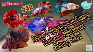 Ikan Cupang Giant Koi, Nemo, dan Multicolor dari @bettadecos || Review & Unboxing