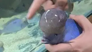 BU BALIGIN YAVRUSUNU GETIRDIM
