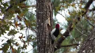 Red-headed Woodpecker calling in front of a nest cavity