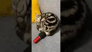#Cat #farts on micrafon #Just#Funny#videos #JFV #Shorts