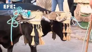 Las fiestas de los toros ensogaos de San Marcos baten récord con 212 reses