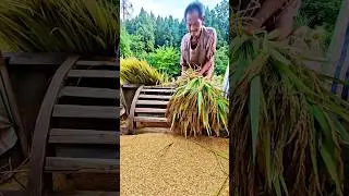 Traditional Rice Harvesting: Every grain is hard-earned, cherish the food!