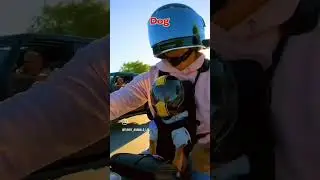 #shorts #shortvideo #shortanimal #petfeliz #cao #cachorro #pets #saudemental  #bemestar #duelo