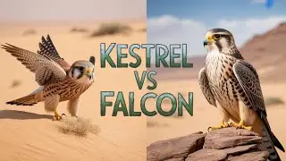 Common Kestrel & Eleonora's Falcon: Sahara Migration Secrets Revealed!