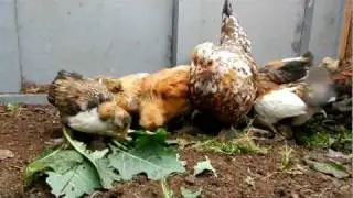 Алтайская (Барнаульская) бентамка Курица с Цыплятами