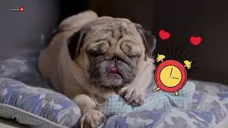 Have a Dog? You Have to Hear This!! ❤️ #facts #dogs  #doglife  #pets #viral #cute #dogshorts