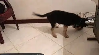 Little german shepherd confused with fax machine