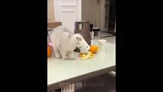 A Few Minutes of Cat Life💛😸| Funniest Cat Moments!😺(Part 35) #cat #funny #cute