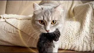 Мама кошка принесла котенка на диван и оставила его одного