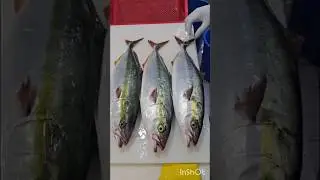 Big Fish cutting ✂️| ASMR SOUND 🎧😱 #asmr #bigfish #fillet #asmrshorts #fishcutting #hookfish #fish