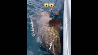 Shocking facts about Fishes 😱 #animals #fish #facts #shorts