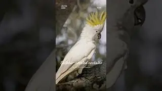 The story behind the photo - Sulphur-crested cockatoo