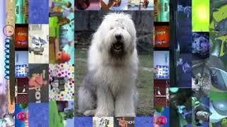 (Dog Breeds) Old English Sheepdog Sparta Kerusso V3 Remix