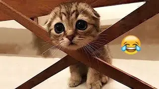 Funny ANIMALS Clip🥰 | Most Funny animals video 2026 🍐 #animals #funny_videos #funny_animals