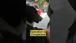 Stray Dog Sterilization🐕| Cute❤| Pawfect🌸| #shorts