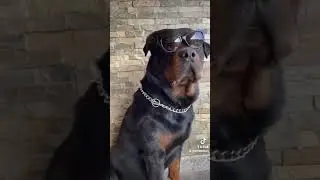 #ralphdog #dog #rottweiler #pets #aggressivedog 😎🥰