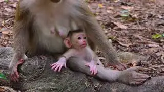Beautiful and lovely baby Jacee