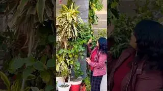 Home entrance decoration ideas #home #entrancedecor #plants #gardening #shorts #youtubeshorts