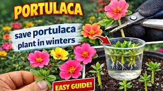 Save your portulaca plant in winters | plants care in winters 