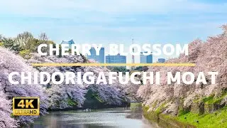 Chidorigafuchi Moat (Cherry Blossom) - 4K Virtual Walking Tour In Tokyo | Japan Travel Guide