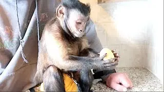 Capuchin Monkey Eats the Golden Easter Egg! Extended Video