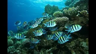 Beautiful Sergeant Major Fish/ Damsel Fish  / Demoiselle /Pintano ||  Bengaluru Tourism